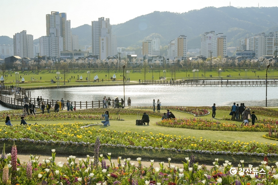오천그린광장에서 만개한 꽃과 사진찍는 관람객들