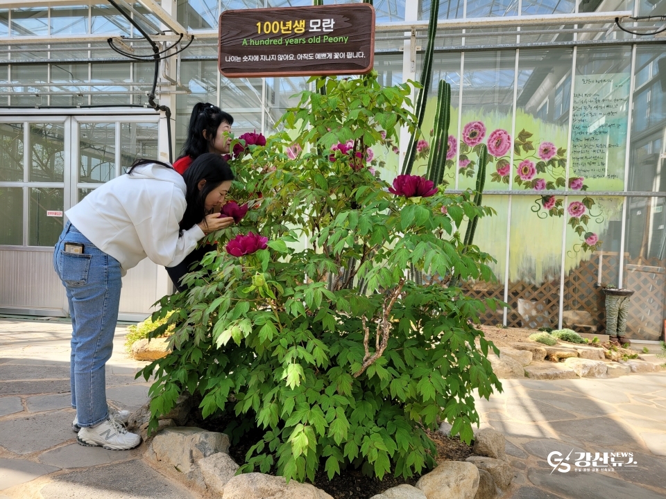 강진 세계모란공원 유리온실의 100년생 모란이 최근 꽃이 피기 시작해 관람객들의 눈길을 끌고 있다.